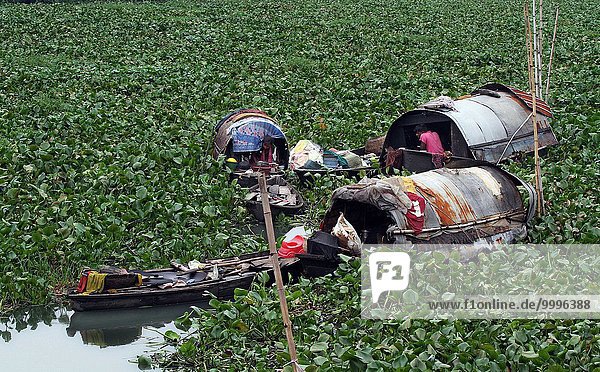 Hyazinthe hyacinthus orientalis Wasser Fortbewegung Mann arbeiten Fotografie Versuch Produktion Boot Fluss Zigeuner Weg