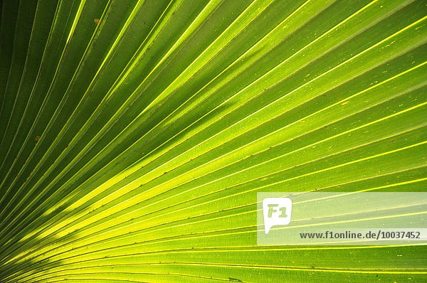 Palm frond (Arecaceae)  Cienfuegos Province  Cuba  North America