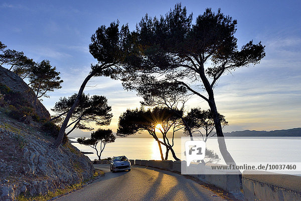 Pine trees in the sunset on a country road  near Alcudia  Majorca  Balearic Islands  Spain  Europe