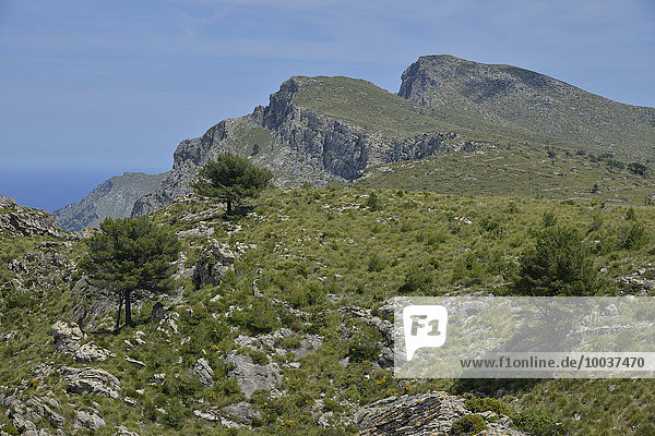 Landschaft im Parc Natural Peninsula de Llevant  bei Artà  Mallorca  Balearen  Spanien  Europa