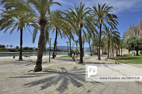 Palm trees at the Parc de la Mar  Palma de Mallorca  Majorca  Balearic Islands  Spain  Europe