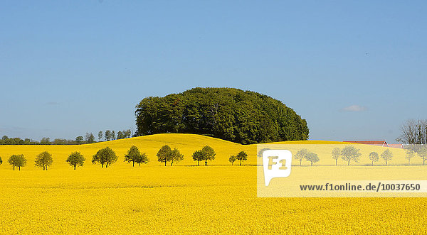 Rapsfeld (Brassica napus) mit Allee und Wald Charlottenlund Skåne län Schweden Europa