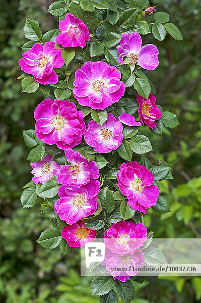 Blüten an einem Zweig einer rosa Wildrose (Rosa sp. )  Bayern  Deutschland  Europa