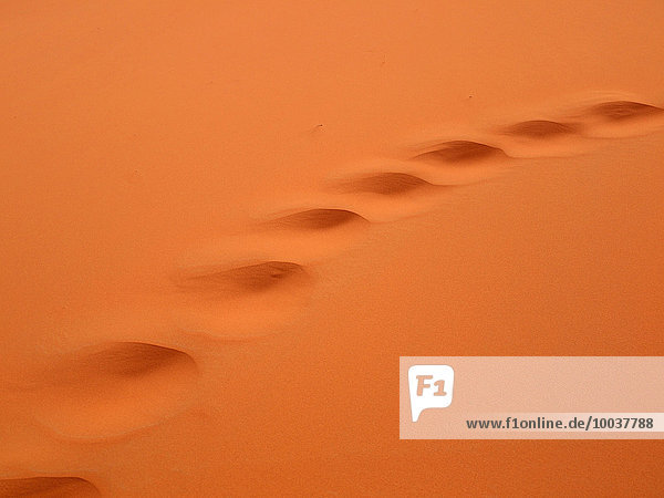 Kamelspuren im Wüstensand  Erg Chebbi Wüste  bei Merzouga  Marokko  Afrika