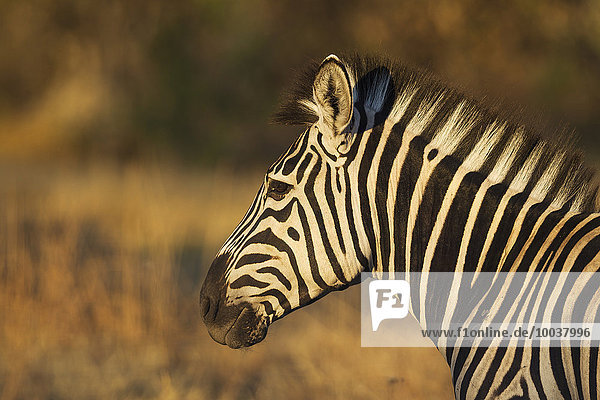 Burchell-Zebra (Equus quagga burchelli)  Portrait  Okavango Delta  Moremi-Wildreservat  Botswana  Afrika