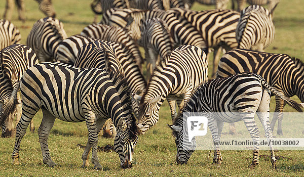 Burchell-Zebras (Equus quagga burchelli)  Fütterung am Chobe Flussufer  Chobe-Nationalpark  Botswana  Afrika