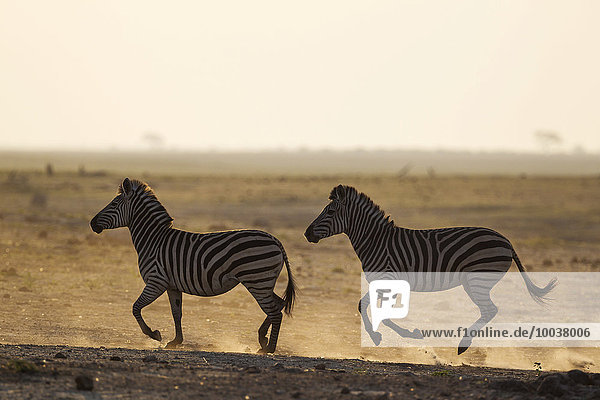 Burchell-Zebras (Equus quagga burchelli) laufen über die Steppe  Chobe-Nationalpark  Botswana  Afrika