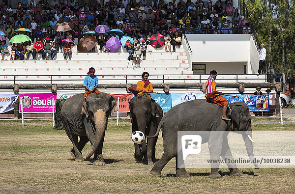 Elephants playing football  Elephant Festival  Surin Elephant Round-up  Surin Province  Isan  Isaan  Thailand  Asia