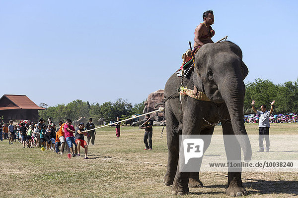 Tug of war with elephant and tourists at the Elephant Festival  Surin Elephant Round-up  Surin Province  Isan  Isaan  Thailand  Asia