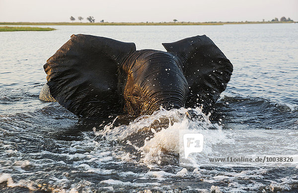Afrikanischer Elefant (Loxodonta africana)  wütender Bulle im Chobe River  Abendlicht  Chobe-Nationalpark  Botswana  Afrika