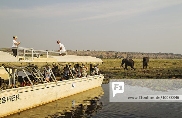 Touristen auf einer Bootsfahrt auf dem Chobe Fluss  bei der Beobachtung einer Gruppe von Afrikanischen Elefanten (Loxodonta africana) beim Fressen  Chobe-Nationalpark  Botswana  Afrika