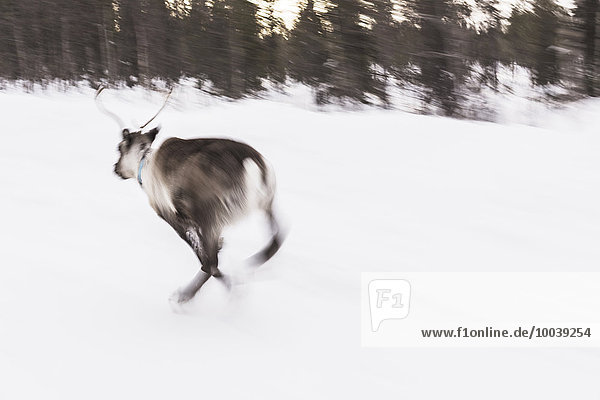 Reindeer running