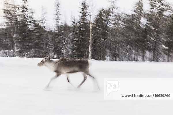 Reindeer running