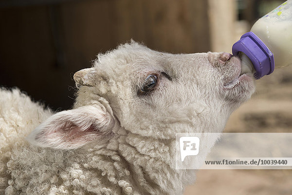 Close-up of a lamb being fed milk from a bottle  Bavaria  Germany
