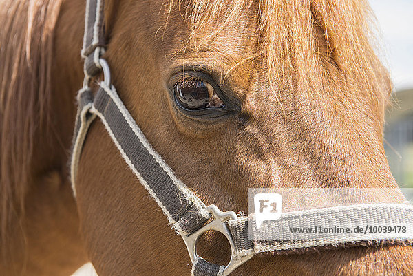 Close-up of horse with bridle  Bavaria  Germany