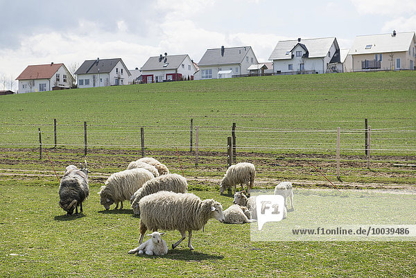 Sheep grazing in the field  Bavaria  Germany