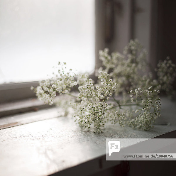 Blume weiß Fensterbank