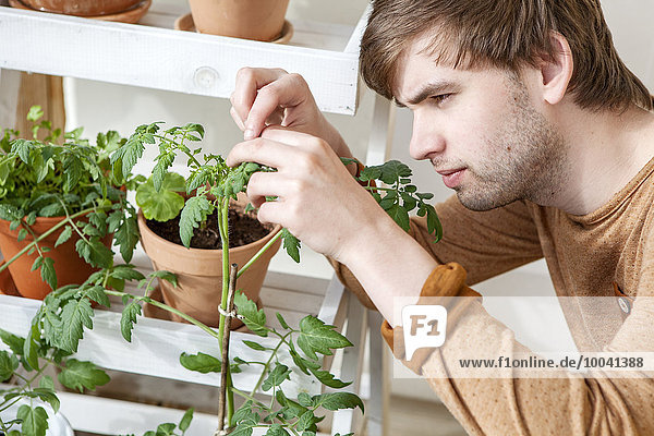 Young man taking care of tomato plants
