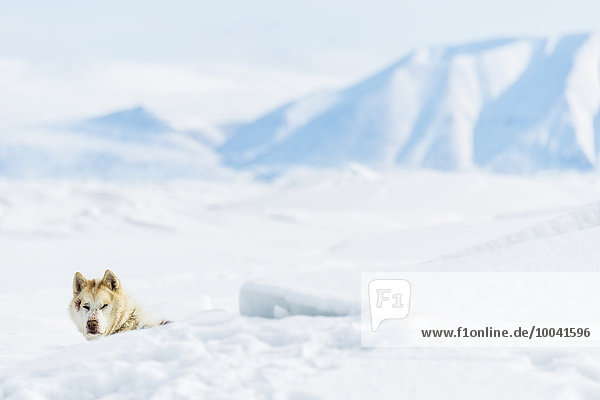 Landschaft Schnee Hund