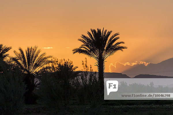 Marokko  Talmasla  Palmen bei Sonnenuntergang