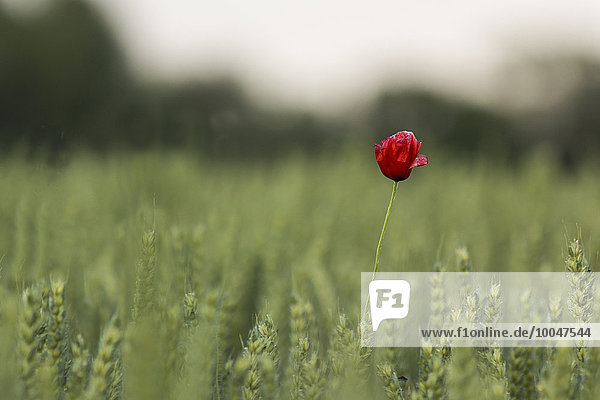 Single poppy in wheat field