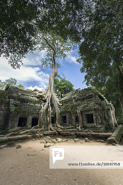 Kambodscha  Siem Reap  Angkor Wat  Ta Prohm Tempel