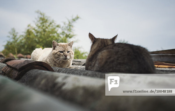 Zwei Katzen auf einem Dach  Katzen stehen sich gegenüber