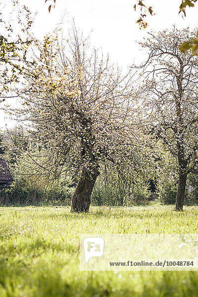 Deutschland  Esslingen  blühende Obstbäume auf einer Wiese