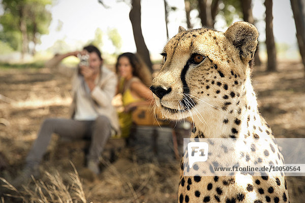 Südafrika  Porträt eines Geparden vor zwei Personen beim Fotografieren