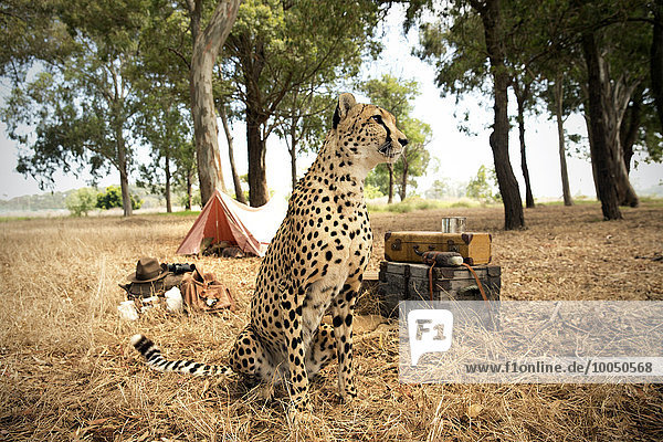 Südafrika,  Gepard vor einem Zelt auf einer Wiese sitzend
