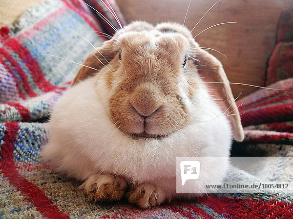 Portrait eines Kaninchens auf einem Sofateppich liegend