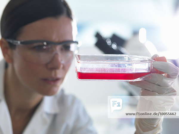 Stammzellen enthaltender weiblicher Zellbiologe,  kultiviert in rotem Wachstumsmedium