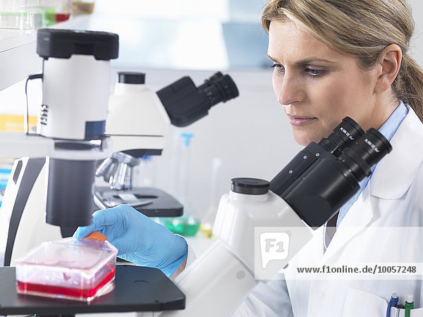 Wissenschaftler betrachten Stammzellkulturen,  die im Wachstumsmedium unter einem inversen Mikroskop in einem Labor wachsen.