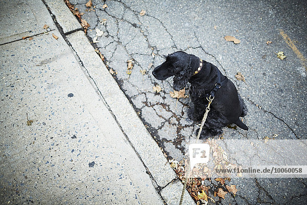 Schwarzer Hund an der Leine sitzend auf der Straße