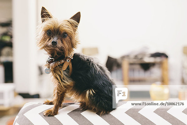 Portrait of yorkshire terrier sitting on top of ironing board in fashion studio