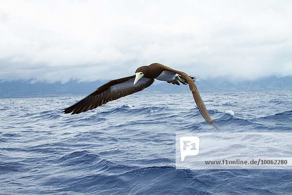 Seevogel fliegt über Meereswellen  Nahaufnahme