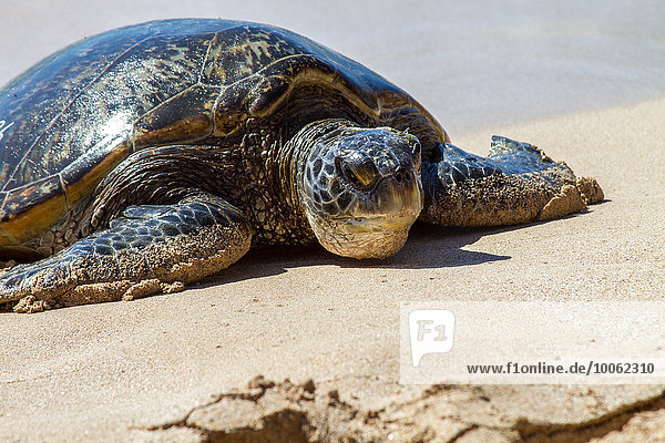 Schildkröte am Strand  Nahaufnahme  Hawaii