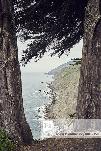 Blick auf die neblige Küste zwischen Mammutbäumen  Big Sur  Kalifornien  USA