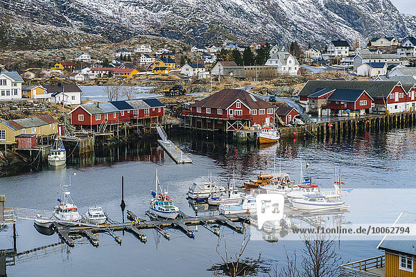 Fischerboote im Hafen  Reine  Lofoten  Norwegen