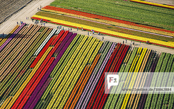 Luftaufnahme der Reihen bunter Tulpenfelder