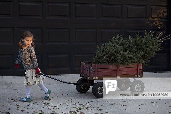 Porträt eines Mädchens  das einen Wagen mit Weihnachtsbaum zieht