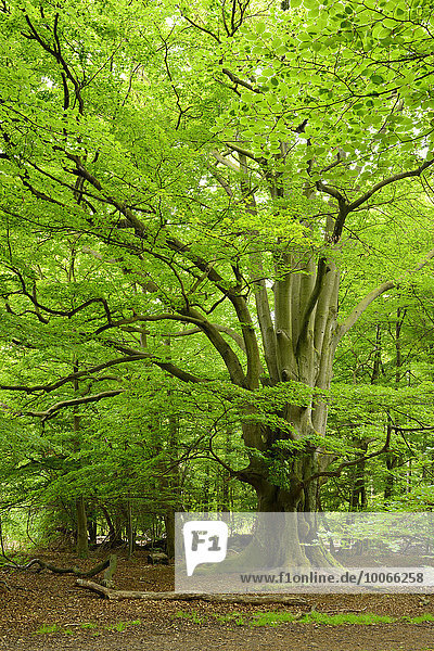 Riesige alte moosbewachsene knorrige Buche in einem ehemaligen Hutewald  Reinhardswald  Sababurg  Hessen  Deutschland  Europa