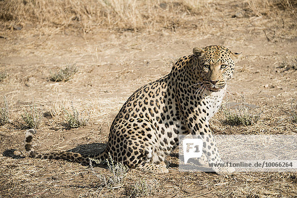 Leopard (Panthera pardus) sitzend bei Khomas Namibia Afrika
