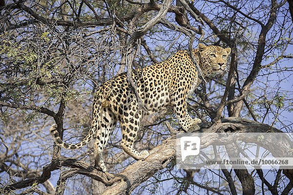 Leopard (Panthera pardus) klettert auf Baum  bei Khomas  Namibia  Afrika