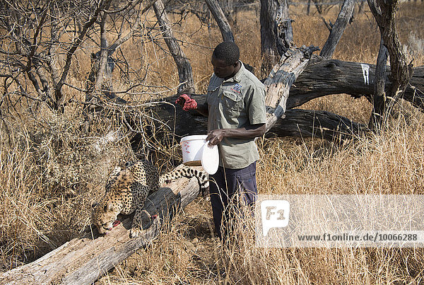 Gepard (Acinonyx jubatus) wird gefüttert  captive  Khomas  Namibia  Afrika