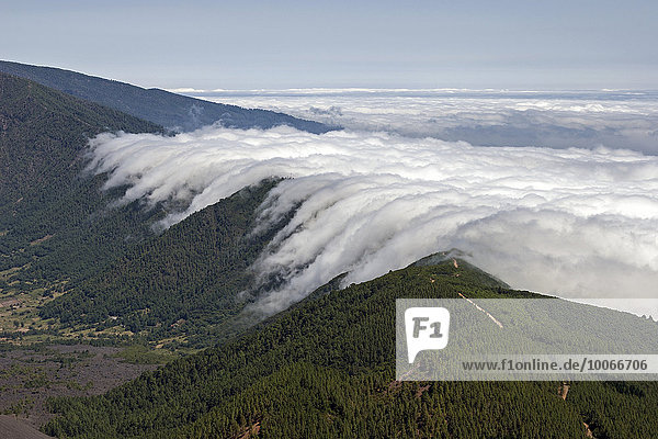 View from Pico Birigoyo onto the pine forest and the waterfall of clouds above the Cumbre Nueva  La Palma  Canary Islands  Spain  Europe