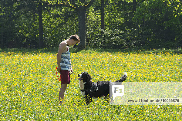 Junger Mann spielt Frisbee mit Hund Border Collie gelbe Blumenwiese Perlacher Forst München Bayern Deutschland Europa