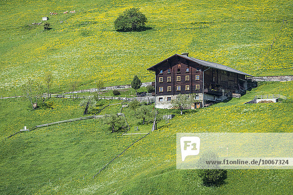 Bauernhaus und Frühlingswiese  bei Prägraten am Großvenediger  Virgental  Osttirol  Österreich  Europa