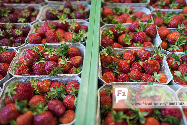 Frisch gepfückte Erdbeeren in Schalen  Baden-Württemberg  Deutschland  Europa