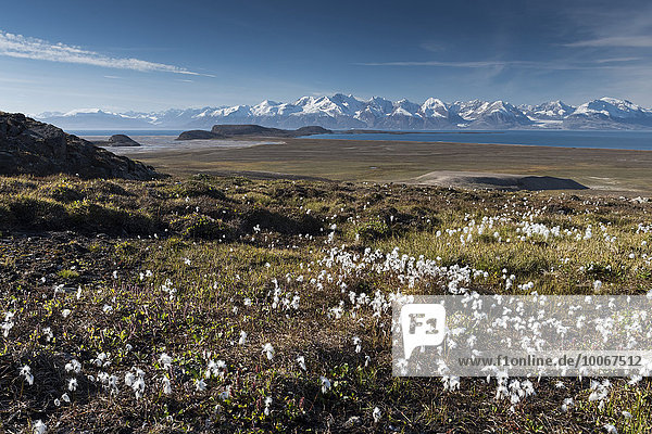 Wollgras (Eriophorum sp.)  Berge  Holmbugt  Kong Oscar Fjord  Nordost-Grönland-Nationalpark  Grönland  Nordamerika
